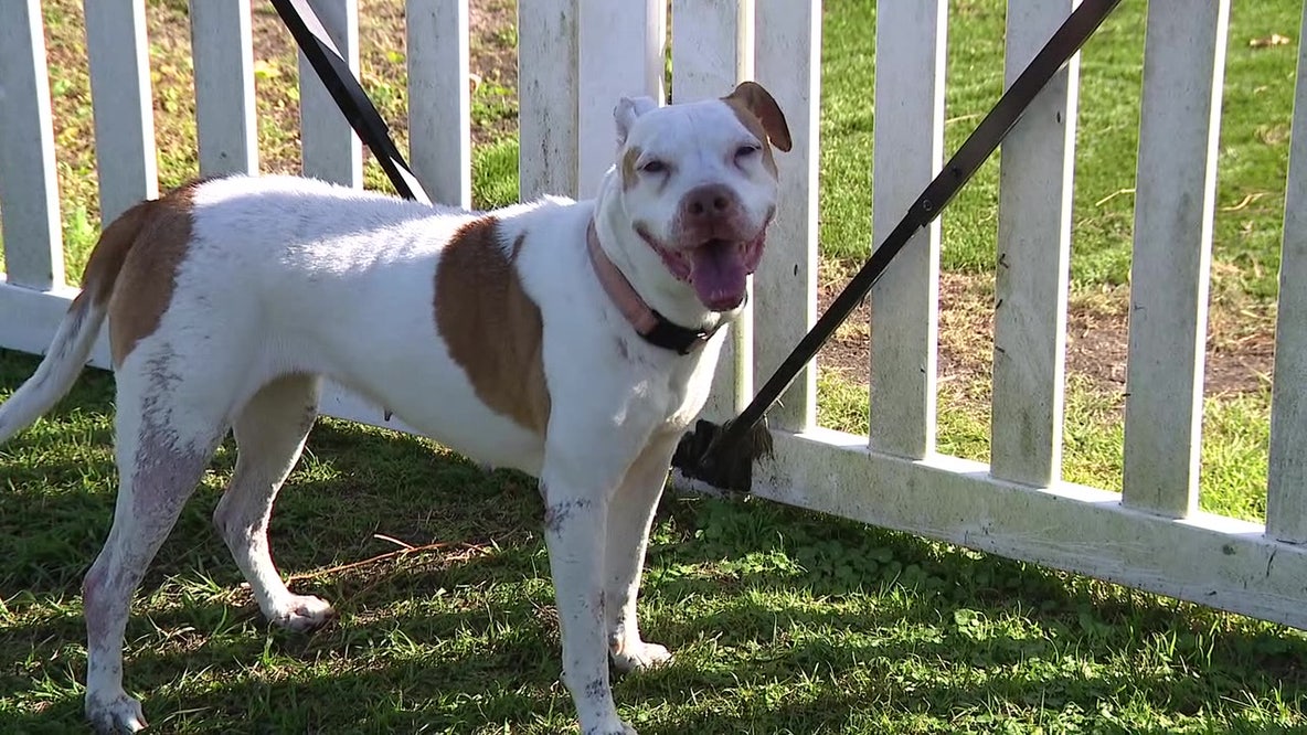 The Hillsborough County Pet Resource Center has an alternative to adopting